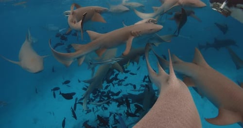 Swimming with a Lot Nurse Sharks in Tropical Blue Sea School of Fish and Sharks in Blue Ocean