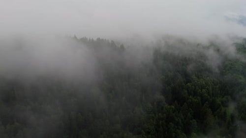 Aerial View of Lush Green Forest and Mountains Partially Covered By Thick Fog