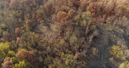 Forest Aerial Autumn Wild Nature Scene Trees