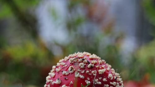 Close-Up of Amanita Mushroom Growing in Grass