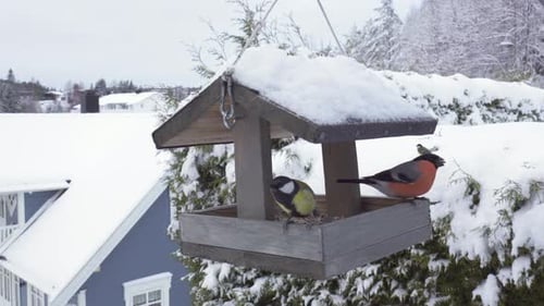 Bullfinch, Hawfinch, and Great Tit Feeding From a Suspended Bird Feeder in the Winter Season - Close