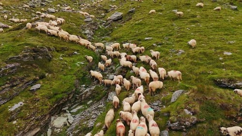 Schöne weiße Schafe mit schwarzen Schnauzen, die an den Hängen des Berges wandern