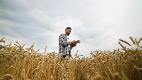 Agronomist Inspecting Golden Wheat Crop in Field