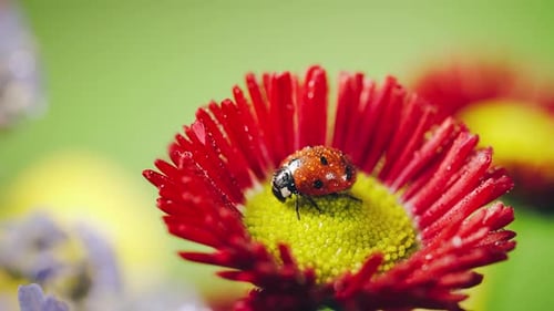 Ladybug on Red Flower Under the Rain