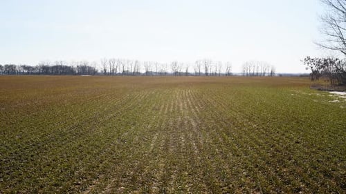 Young Sprouts of Wheat on the Field and Land Out of Crop Drone Shot Above Fields of Wheat Rural Farm