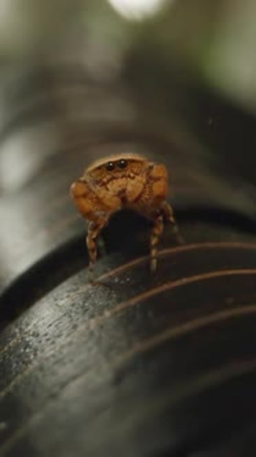 Vidéo verticale. Petite araignée brune regardant directement la caméra tout en se tenant debout sur une surface incurvée noire