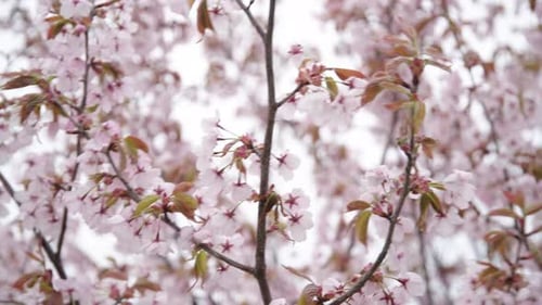 Cherry Blossoms in Springtime in Close Up