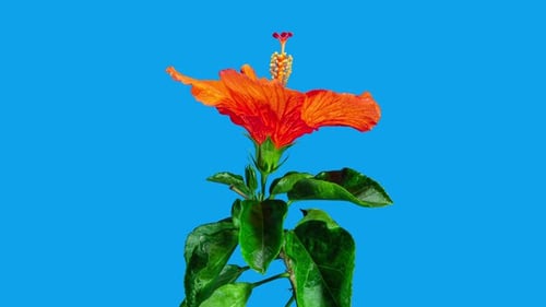 Orange Hibiscus Open Big Flower in Time Lapse. Blooming Neon Red Plant on a Blue Background