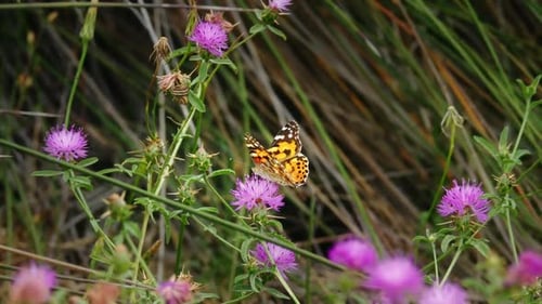 Butterfly Resting on Purple Flowers in Wild Grass
