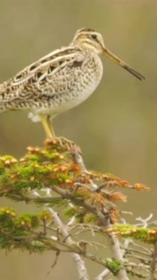 Vue verticale de la bécassine de Latham, de la faune dans la forêt profonde