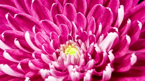 Red Chrysanthemum Flower Moving Petals While Blooming in Time Lapse Close Up