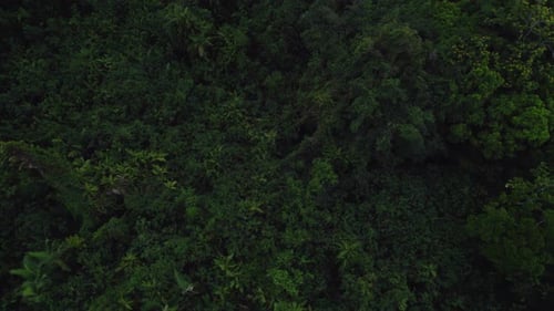 Verdant Leafage Of Dense Tropical Trees At Daintree National Park In Cape Tribulation, Queensland, A