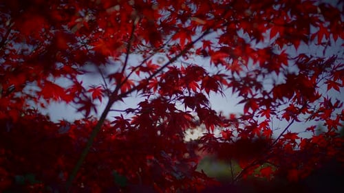 Bunter Herbstbaum, Natur, Landschaft, Landschaftshintergrund