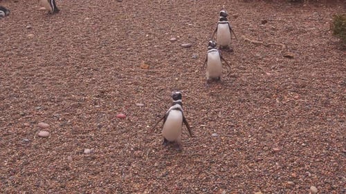 Group of Magellanic Penguins walking in a line come right up to the camera