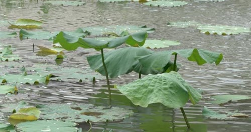 Close-up of a large lotus leaf resting on a calm pond with ripples caused by a gentle breeze. A peac