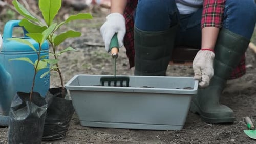Woman's hands transplanting plant from a bag of seedlings to a new pot.