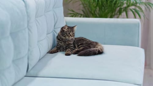Curious Alert Cat Raised His Head to Follow the Situation