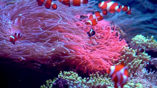 Poissons à rayures rouges et blanches Les poissons-clowns nagent parmi les algues et les récifs coralliens et la vie marine