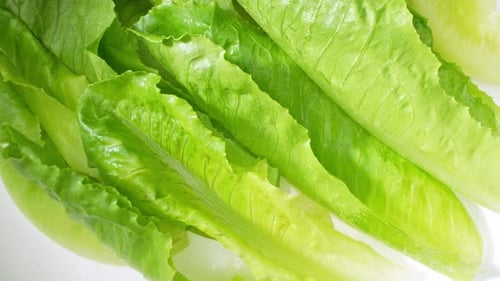 Close-up showcases a green cos lettuce.