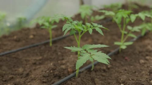 TOMATO SEEDLINGS Garden Delight Vibrant Seedlings and Vegetables Amidst Nature