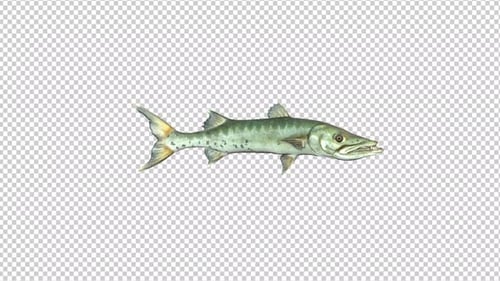 Barracuda Fish Swimming Transparent Background