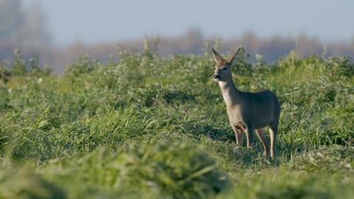 Common wild roe deer perfect closeup on meadow pasture autumn golden hour light