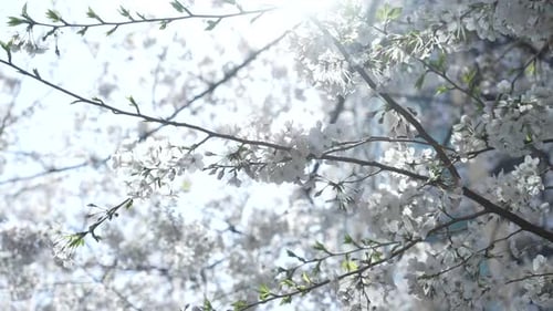 Blooming Sakura (Cherry Blossom) Backlit Sunlight In Tokyo, Japan. - Close Up Shot