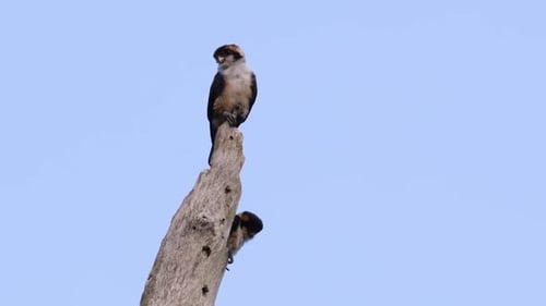 Birds Perched atop a Bare Tree Branch