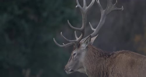 Foto lateral de um veado majestoso com chifres grandes caminha calmamente - SLOMO