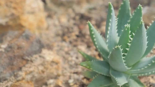 Aloe Plant Growing in the Desert Environment