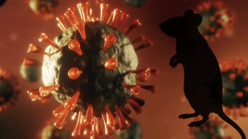 Conceptual Depiction of Zoonotic Transmission Silhouette of a Lab Rat Sniffing a Floating