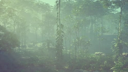 Green Forest with Ray of Light