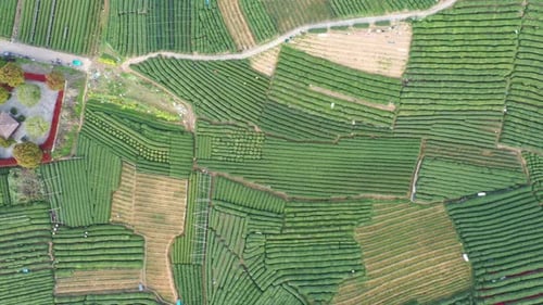 Tea plantation in mountain