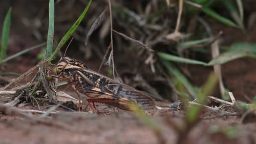 Close Up of a Large Grasshopper in Nature