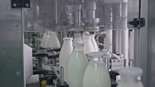 Automatic machine capping milk bottles in dairy factory