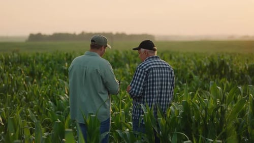 Professional Agronomist And Experienced Farmer Discussing Plans On Corn Field Back View
