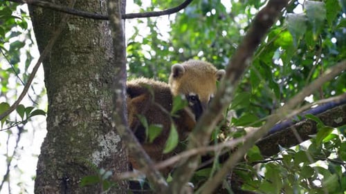 Coatis en un árbol en América del Sur