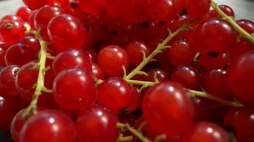 Fresh Red Currants on the Vine Close Up