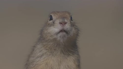 Alert Gopher Standing and Looking Around Outdoors