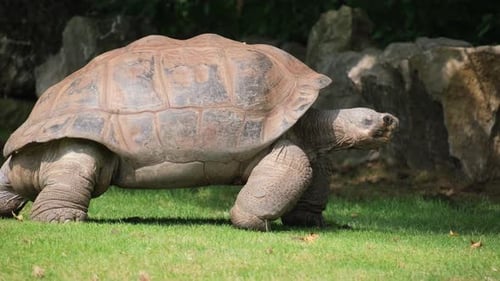 Nahaufnahme einer Riesenschildkröte Nahaufnahme in einem Naturschutzgebiet
