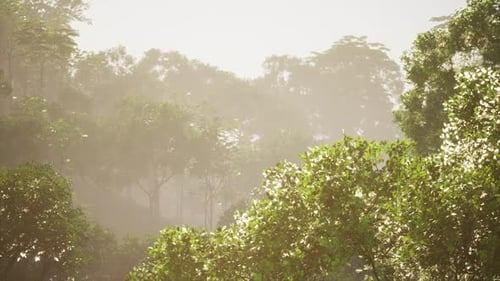 Lush Green Jungle Landscape with Sunlight Filtering Through Trees in Morning