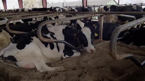 Modern farm barn with milking cows eating hayCows in cowshed,Calf feeding on farm,Agriculture indust