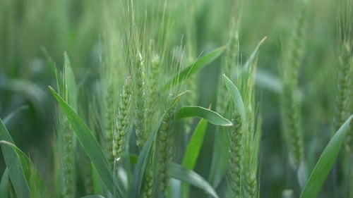 Green wheat growing in field.