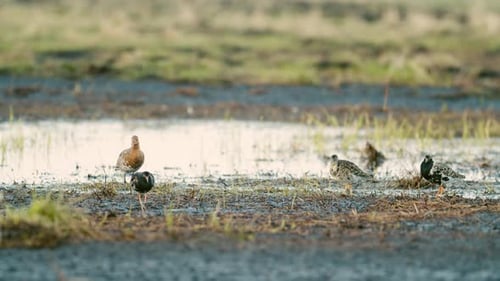 A flock of ruffs and black tailed godwit feeding and resting during spring migration in wetlands