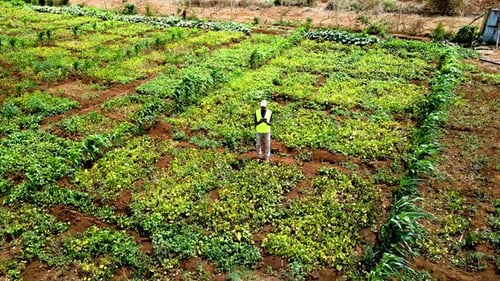Rural agricultural farms in Kenya. Drone pilot land survey. Smart Agriculture technology.