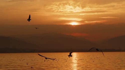 Animal Bird Seagulls Flying In Sunset 19