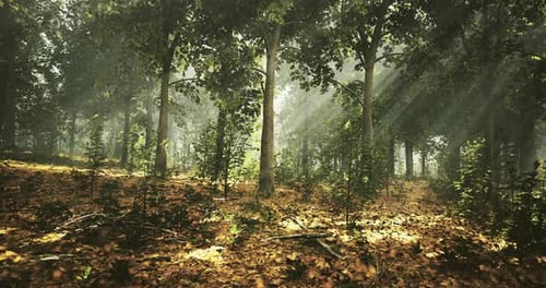 Sunlight Filters Through Trees in a Peaceful Forest Clearing