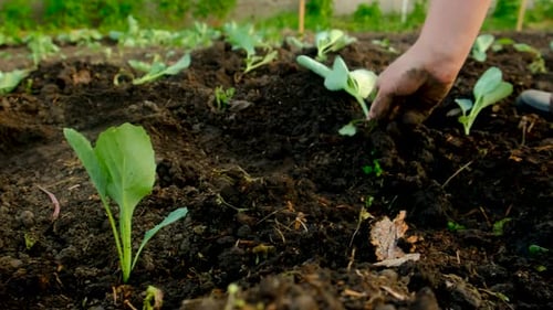 Cabbage Seedlings are Planted in the Garden Selective Focus