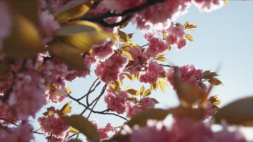 Wunderschöne leuchtend rosa Kirschblütenzweige in voller Blüte, die im Wind gegen einen hellen