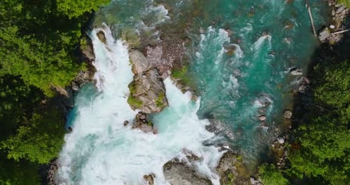 Top Down View of Fast Moving River Surrounded By Pine Forest Canada